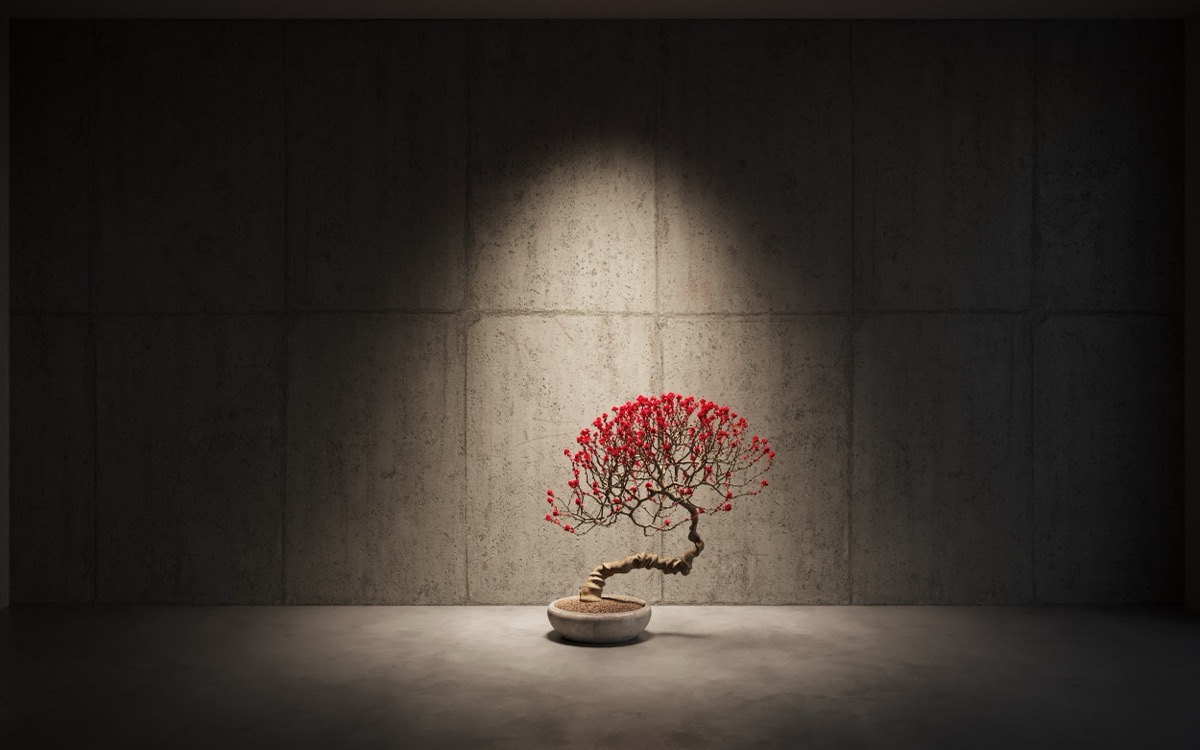 Japanese Bonsai